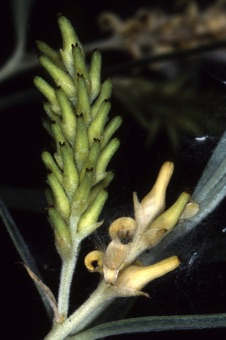 Salex exigua - maturing female flowers